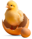 pintinho